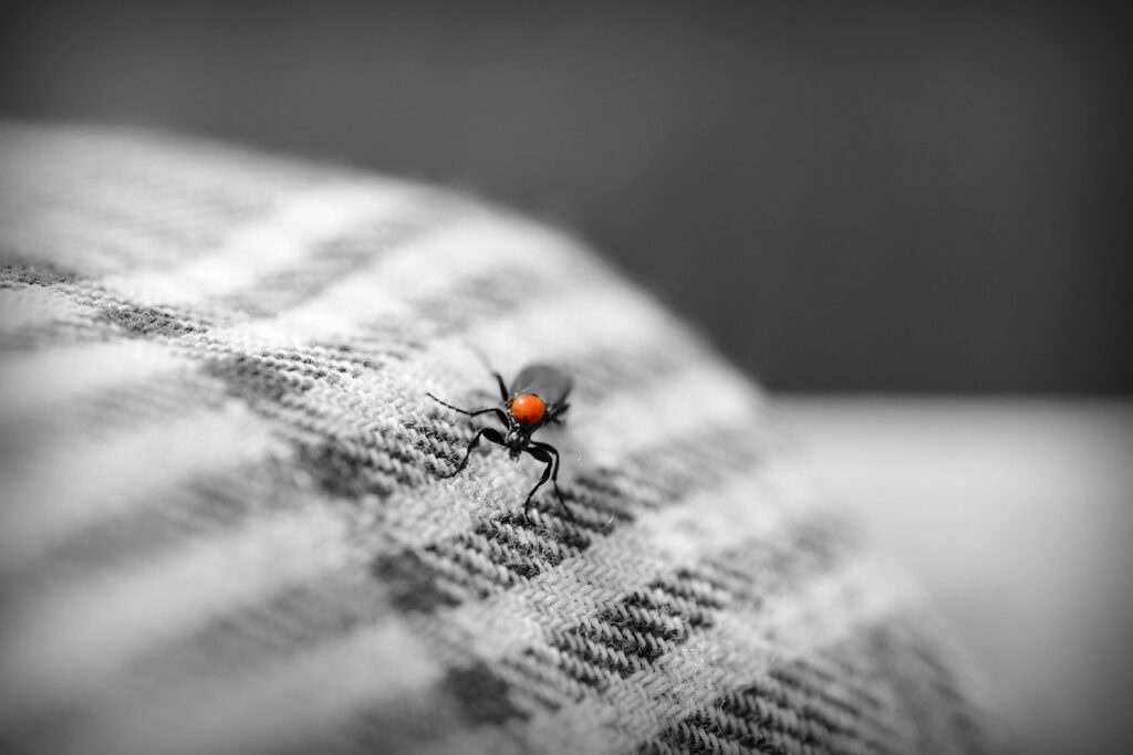 insect, bug, beetle, fabric, cloth, sleeve, arm