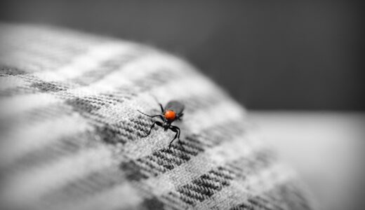 insect, bug, beetle, fabric, cloth, sleeve, arm